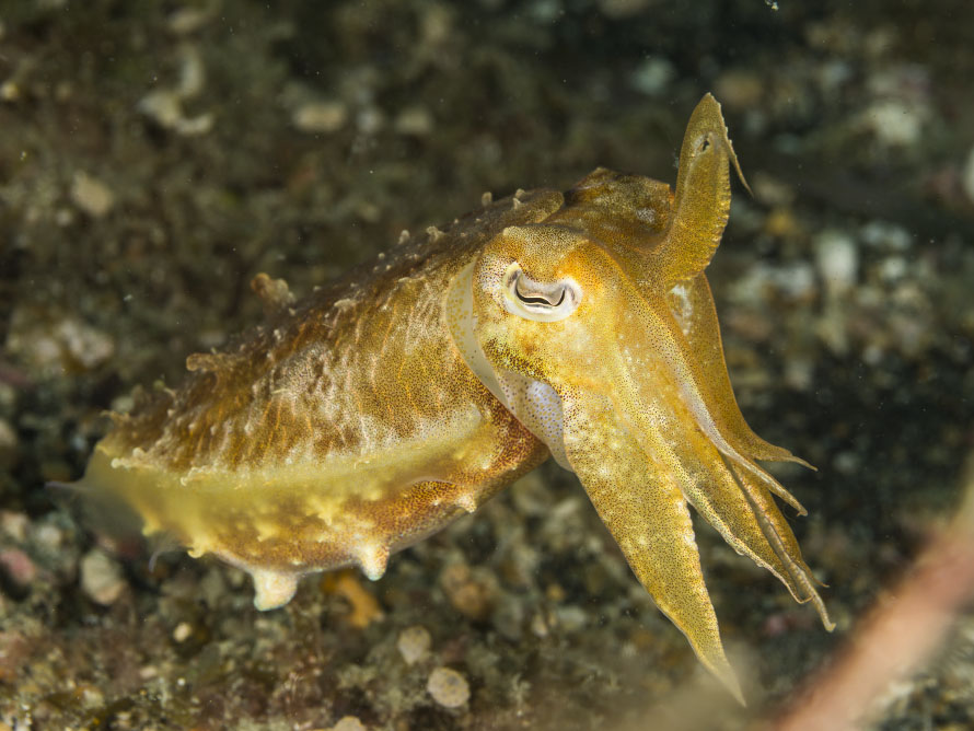Ascarosepion latimanus